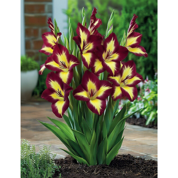 Gladiolus-Plants For Planting - Garden Elegance Decoration - Premium Garden Stakes Perfect for Borders - Striking