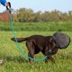 thumbnail image 5 of Cara de perro | Una red de malla transpirable para la cara del perro que protege la cabeza del perro de pinchazos y lesiones con una boquilla transpirable ligera y ajustable, 5 of 5