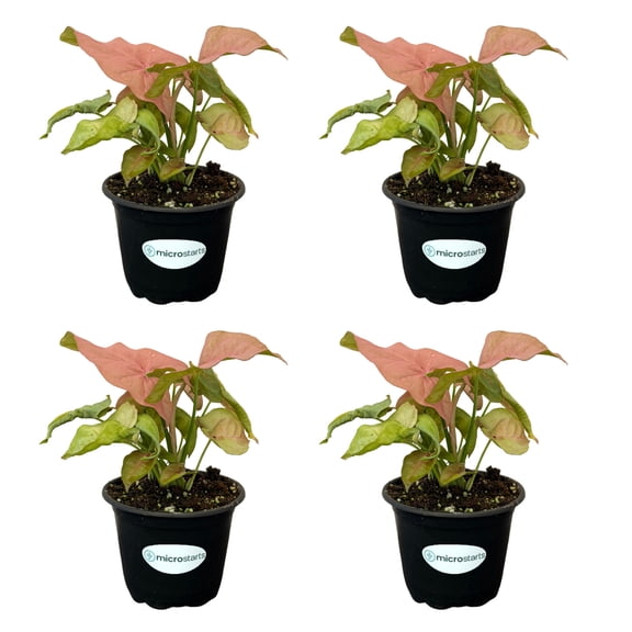 MicroStarts Live Pink Syngonium Plants - 4 Houseplants in 4 inch pots