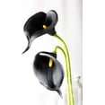 thumbnail image 3 of 20 piezas ramo de boda de lirio de cala flores artificiales de látex de tacto Real decoración del banquete de boda para el hogar negro Jormftte LRWJ800-1, 3 of 6