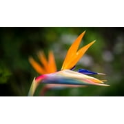 Multi Color Live Bird of Paradise Plant 4"- 6" Tall Starter Plant No Bloom Full Sun