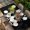 Black, variant on Beige Gnomes Easter Table Cloths for 8 Foot Rectangle Tables, Eggs Botanical Carrot Pastoral Patio Waterproof Elastic Fitted Tablecloths, Washable Rectangular Table Cover for Camping