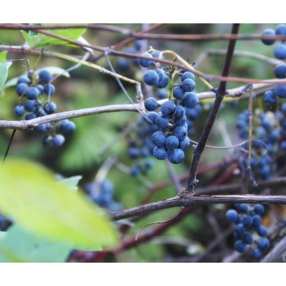 Wild Grape Vine Seedlings for Planting - Vitis riparia (1 Seedling)