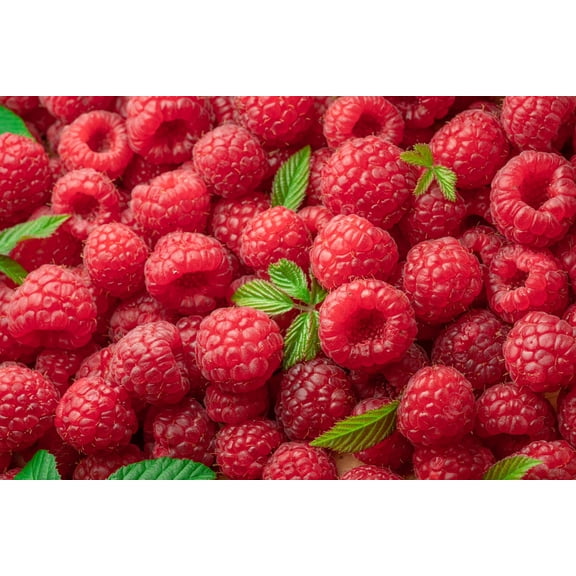 100 *Seeds RED RASPBERRY Rubus Idaeus Fruit Bush Vine Seeds