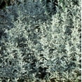 thumbnail image 2 of Silver King Artemisia - Dusty Miller - White Sage - Sun/Easy - Quart Pot, 2 of 2