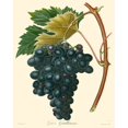 thumbnail image 2 of Bessa 26x32 Gold Ornate Wood Framed with Double Matting Museum Art Print Titled - Bessa Grapes II, 2 of 4
