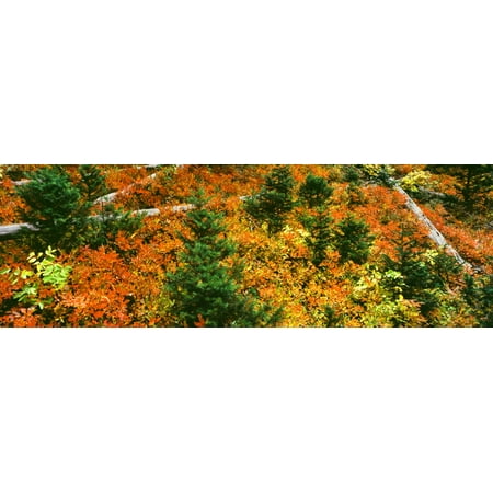 Elevated view of fallen trees in a forest Taggart Lake Grand Teton National Park Wyoming USA Stretched Canvas - Panoramic Images (12 x