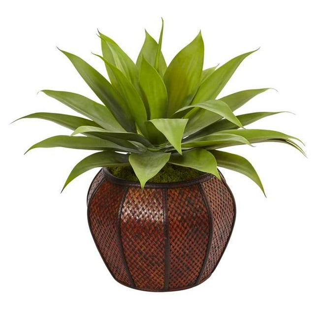 Agave Succulent en Tissage Planteur
