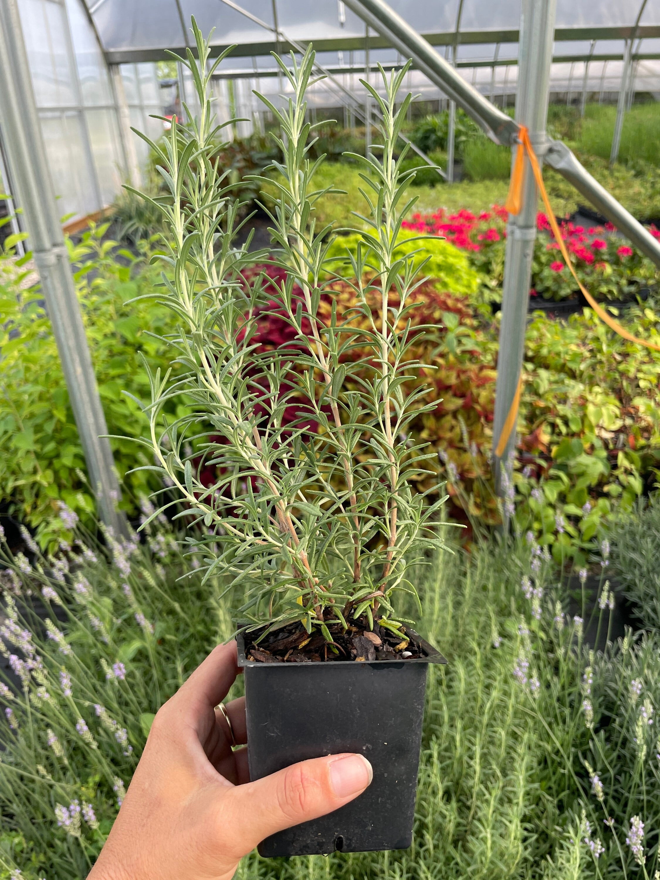 BBQ Rosemary Plants in 3.5" Pots-Aromatic Culinary Herbs