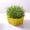 Yellow 6E3, variant on Wuztai Hydroponic Sprout Tray, Germination Box with Lid for Growing Seeds, Indoor Gardening Kit