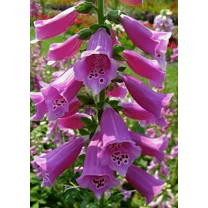 1000 Foxglove Seeds - Heirloom Non-GMO Digitalis purpurea herb