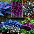 thumbnail image 6 of Rich in Color/Perennial Hostas/Low Maintenance Garden Decoration, 6 of 10