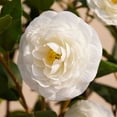 thumbnail image 4 of DR.Planzen Artificial Camellia Tree 3FT in Pot – 27 Blooming White Flowers & 252 Leaves UV Resistant Faux Camellia Plant for Indoor Outdoor Decor, Front Door Porch Patio Living Room Office, 4 of 6