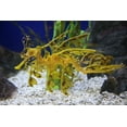 thumbnail image 2 of Leafy Sea Dragon Wall Mural by Wallmonkeys Peel and Stick Graphic (24 in W x 16 in H) WM294126, 2 of 4