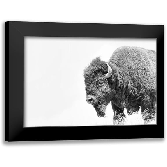 Schell, Jennie Marie 14x11 Black Modern Framed Museum Art Print Titled - Buffalo Bison Black and White