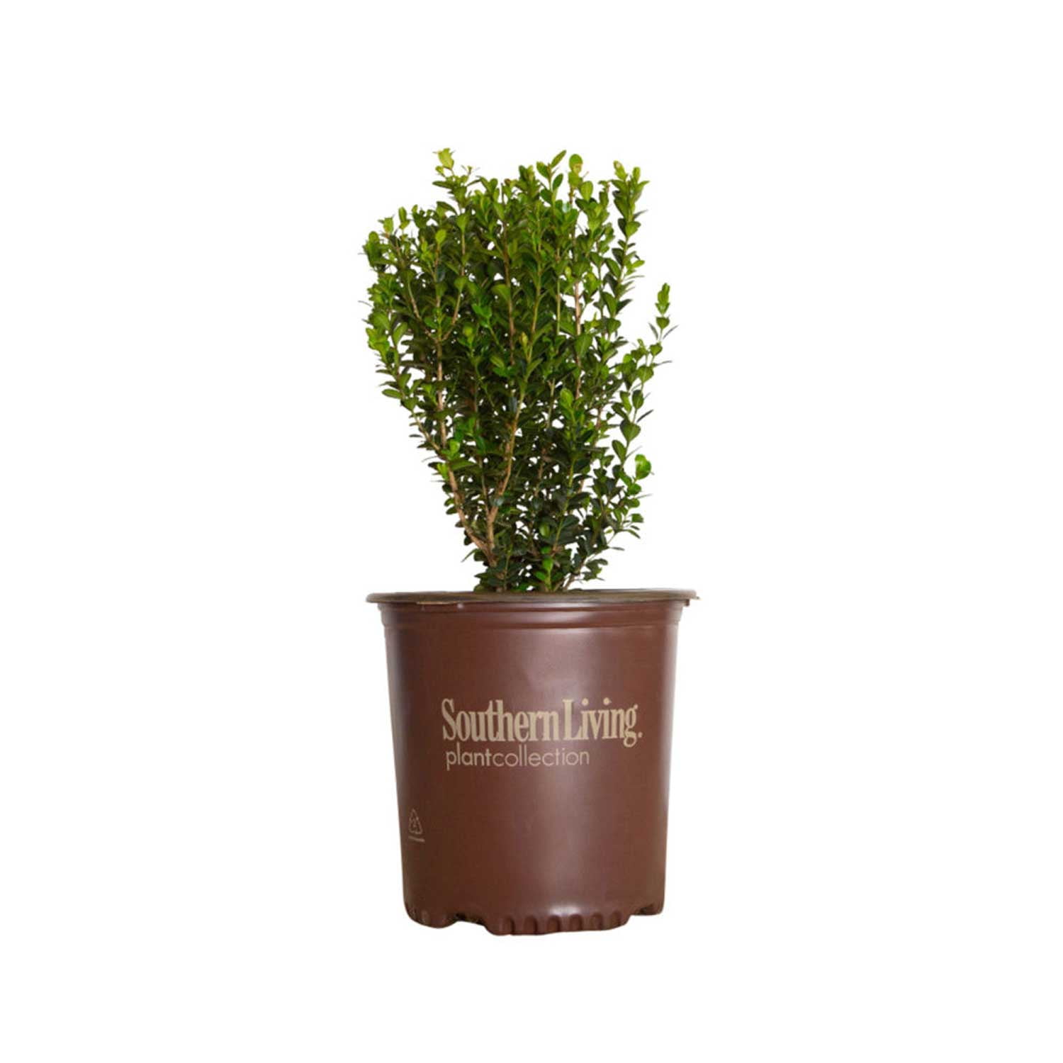 Southern Living Baby Gem Boxwood Live Shrub in 2.5-Quart Grower Pot