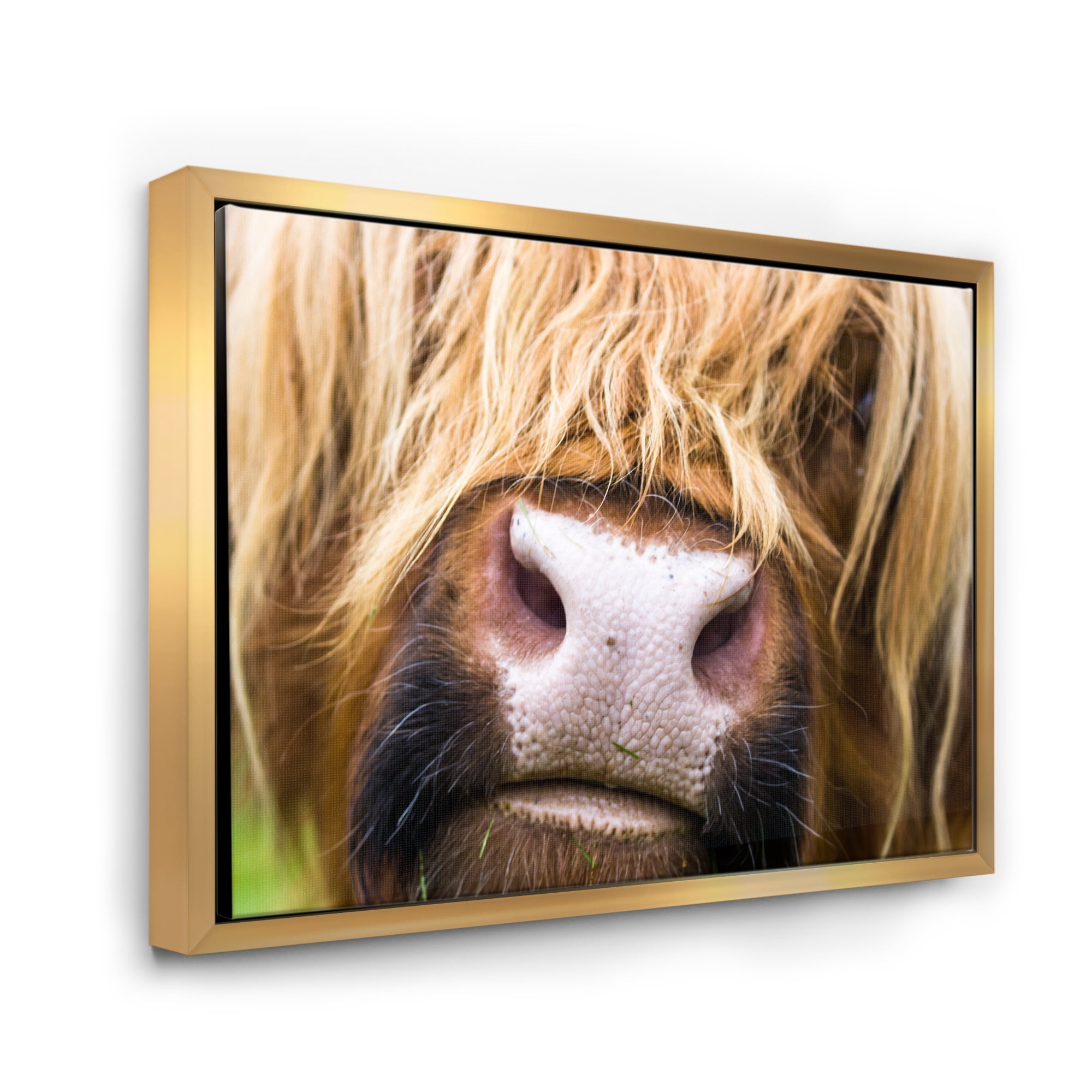 Close-Up Highland Cattle 32 in x 16 in Framed Photography Canvas Art Print, by Designart