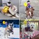 thumbnail image 2 of Cowboy Rider Dog Costume, Funny Dog Halloween costumes, dog clothes for all sizes, 2 of 5