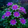 thumbnail image 3 of Exotic Vibrant Clematis for Cultivation-(Non Artificial))-Blossom Every Year, Rapid Growth, Indoor Ornament-Elegant Present Yard-Decorative-High Grade Garden Supports, 3 of 8