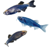 GloFish® Danio Add-On 3ct Live Fish Assortments