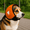 Orange, variant on Generic Dog Calming Earmuffs, Noise Protection for Anxiety Relief, Multiple Sizes & Colors