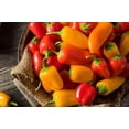 thumbnail image 3 of Pepper LunchBox Live Plant Certified Organic 3.5 inch pot, 3 of 5