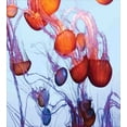 thumbnail image 3 of Nautical Duvet Cover Set, Colorful Jellyfish in Ocean Seaside Waterdrop Detailed Composition Sea Life, Decorative 2 Piece Bedding Set with 1 Pillow Shams, Twin Size, Pale Blue Rust, by Ambesonne, 3 of 3