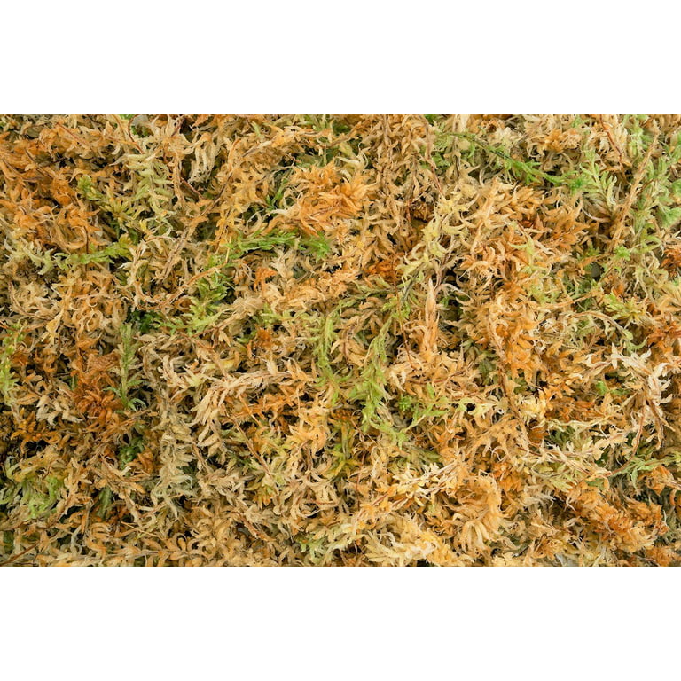 Zoomed New Zealand Sphagnum Moss for sale