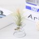 thumbnail image 4 of Air Plant Spring Wire Tabletop Tillandsia Holder Miniature Gardening Decorations, 4 of 4