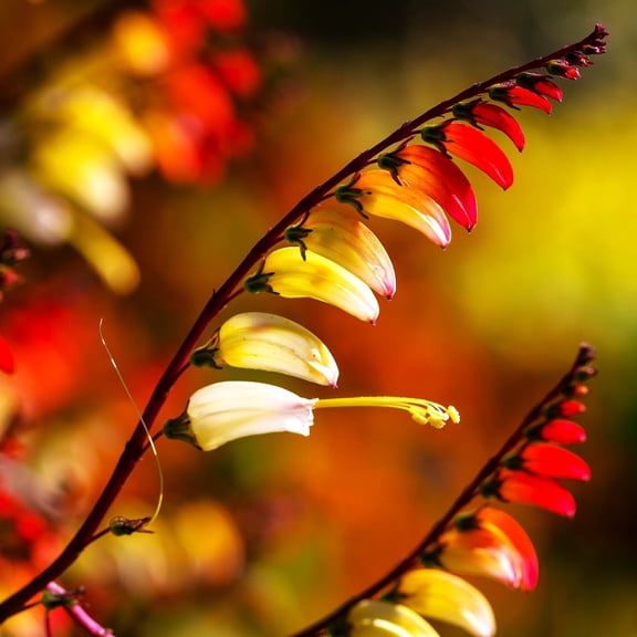 TomorrowSeeds - Firecracker Vine Seeds - 150 Count - For 2026 Planting Ipomoea Lobata Fire Vine