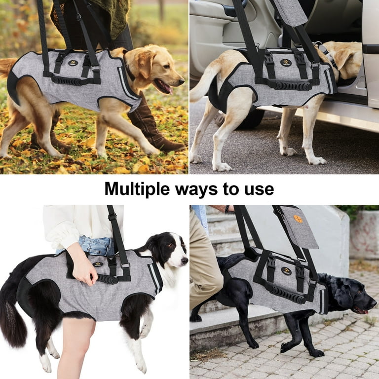 How to Carry a Large Dog: Easy Tips for Safe and Comfortable Lifting