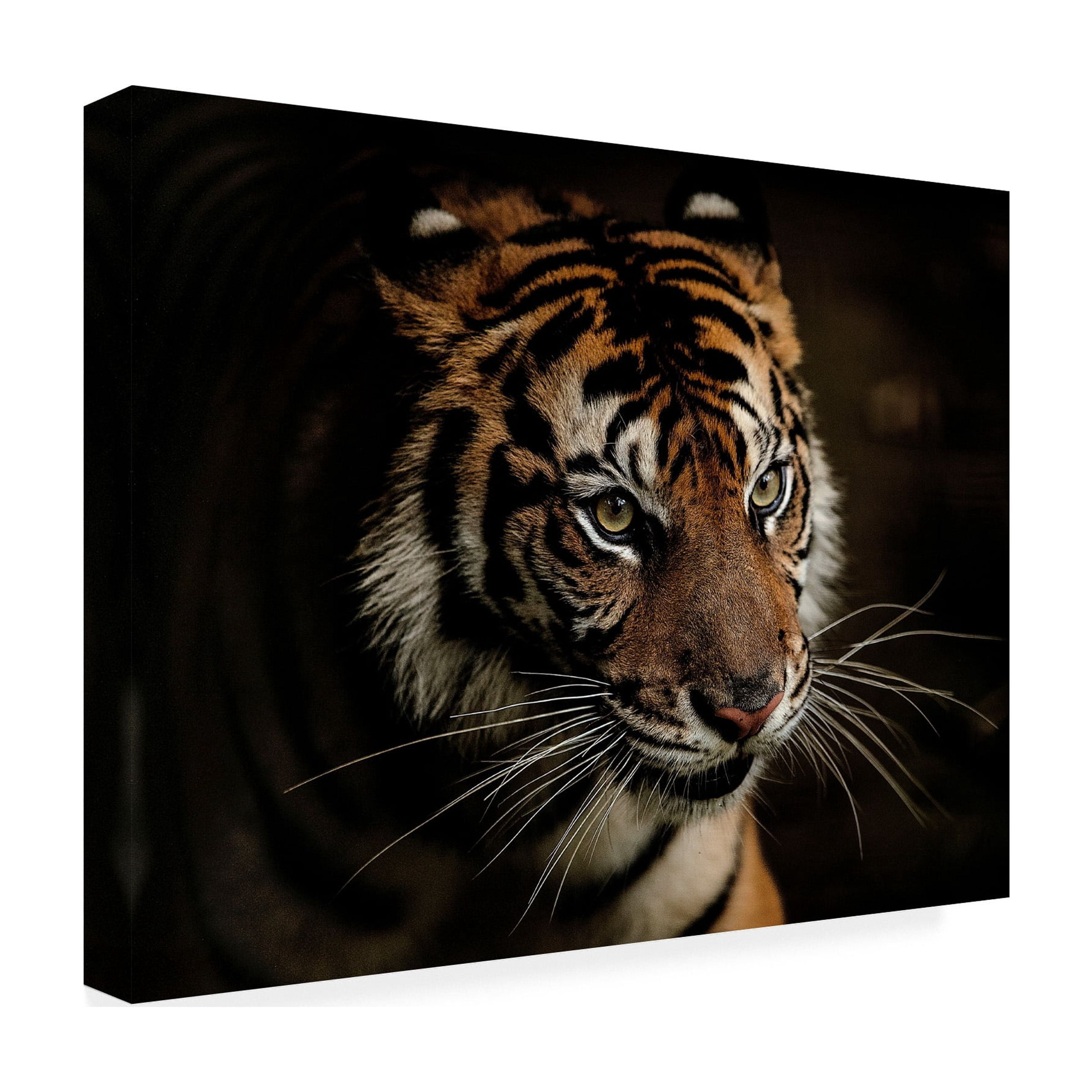 Trademark Fine Art Yohan Tan Tigers Canvas Wall Art