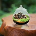 thumbnail image 3 of 1 Set Glass Terrarium Container Ecological Plant Bottle with Lid Random Style, 3 of 8