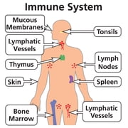Immune System Booster and Defender - Formulated with Ganoderma Lucidum, Shiitake, Maitake & Cordyceps Sinensis. Immune Support for Men & Women