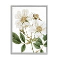 thumbnail image 4 of Stupell Industries White Rose of York Vintage Flower Botanical Print,16 x 20, Design by Lettered and Lined, 4 of 5