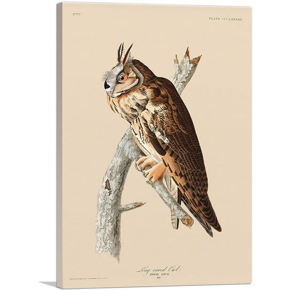 ARTCANVAS Long Eared Owl Canvas Art Print by John James Audubon - Size: 26" x 18" (0.75" Deep)