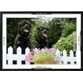 thumbnail image 3 of Rottweilers Looking over Fence, Animals Botanical Framed Art Print Wall Art Sold by Art.Com, 3 of 6