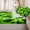 Emerald Lime, variant on Erosebridal 3D Gloss Green Pixel Tile Zipper Twin Comforter Sets with Fitted Sheet and 2 Pillowcases,Gradient Cube Square Pattern Zipper Bedding Set,Emerald Lime,4-Piece,Reversible
