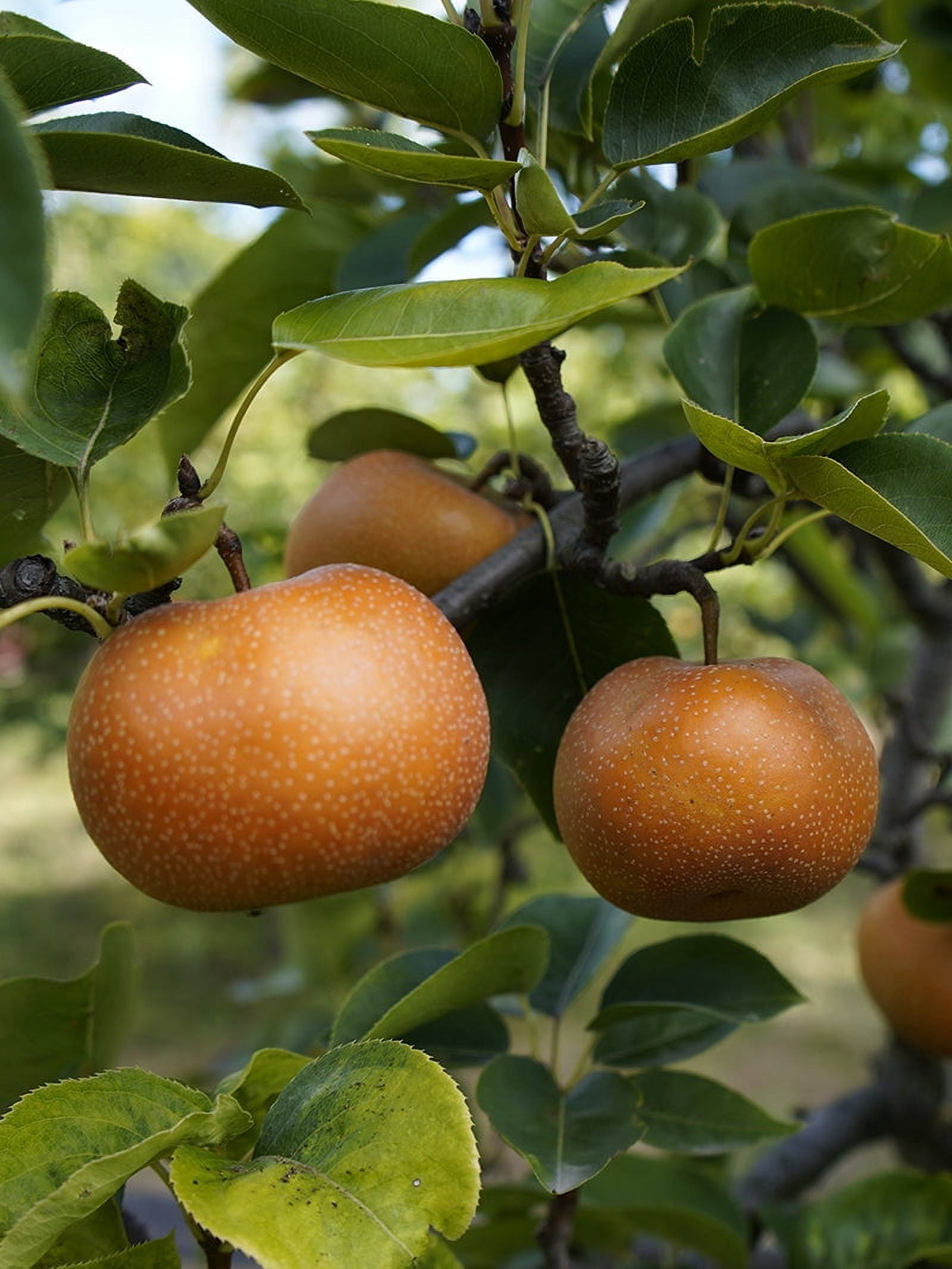 Expert Gardener 2-3 ft tall Korean Giant Asian Pear Live Tree in 5-Gallon Grower Pot