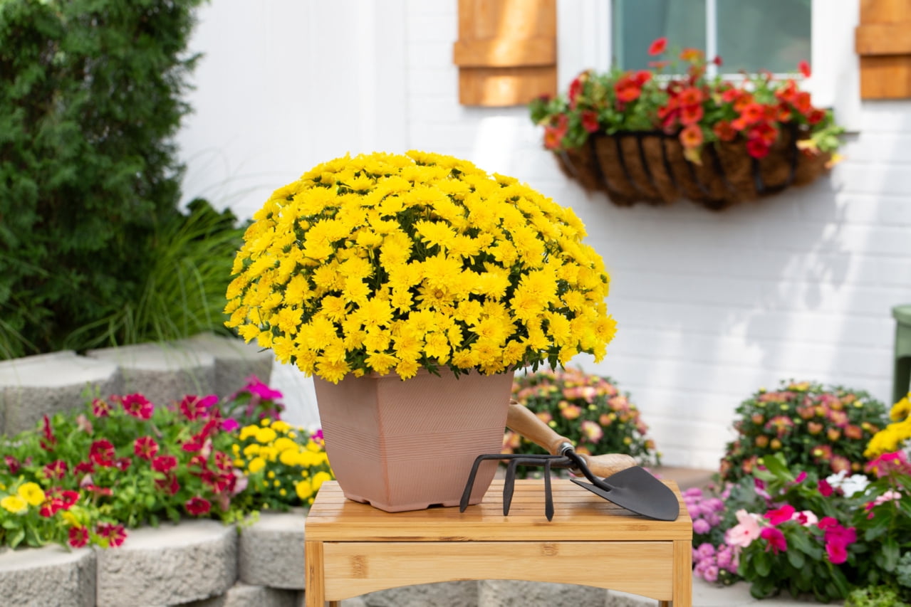 Better Homes & Gardens 2.5G Yellow Mum Live Plant in Bushel Basket Full Sun