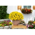 thumbnail image 4 of Expert Gardener 1Gal Yellow Garden Chrysanthemum Plant Decorative Square Pot Sun, 4 of 10