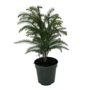 Norfolk Island Pine Live Indoor Christmas Tree - Grown in Ohio - 4" Pot