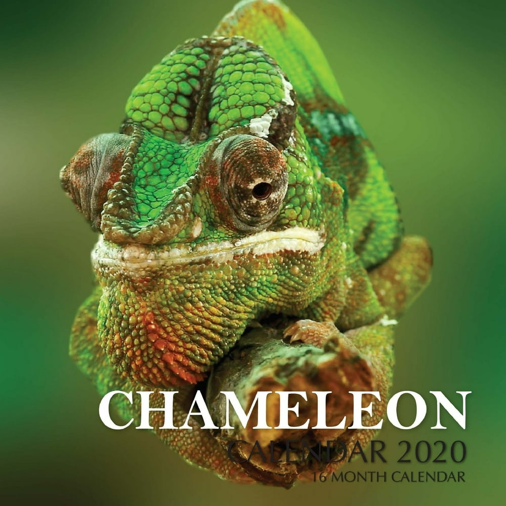 Chameleon Calendar 2020 16 Month Calendar (Paperback)