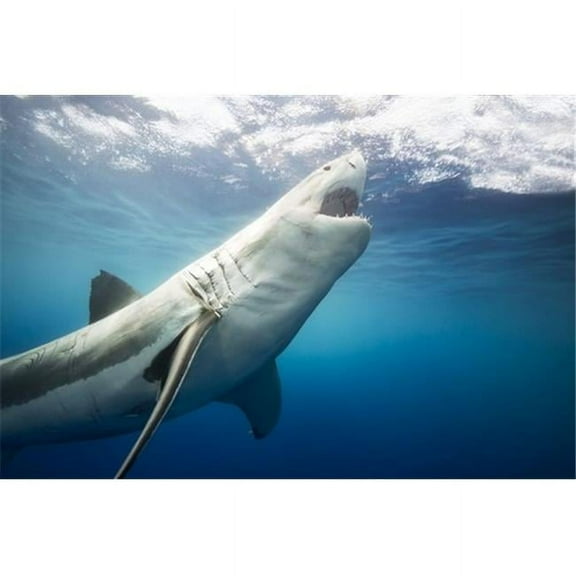 Great White Shark Carcharodon Carcharias - Guadalupe Island Mexico Poster Print by Dave Fleetham, 19 x 12