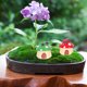 thumbnail image 2 of 2 piezas de adornos de hongos, accesorios, estatua de exterior, figura de hada, figuras en miniatura de jardín, casa de resina, 2 of 6