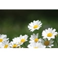 thumbnail image 2 of Millet, Karyn 18x13 White Modern Wood Framed Museum Art Print Titled - Field of Daisies II, 2 of 4