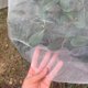 thumbnail image 5 of Muyoka Kyoffiie - Cubierta para plantas de jardín, nailon, transpirable, para plantas, insectos, malla, antiinsectos, ultrafina, para plantas, antipájaros, con cremallera, para patio, granja, campo de Muyoka Hogar, 5 of 7