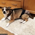 thumbnail image 6 of Barkertime Navy Blue on Brown Dog Diaper Overall, 6 of 7