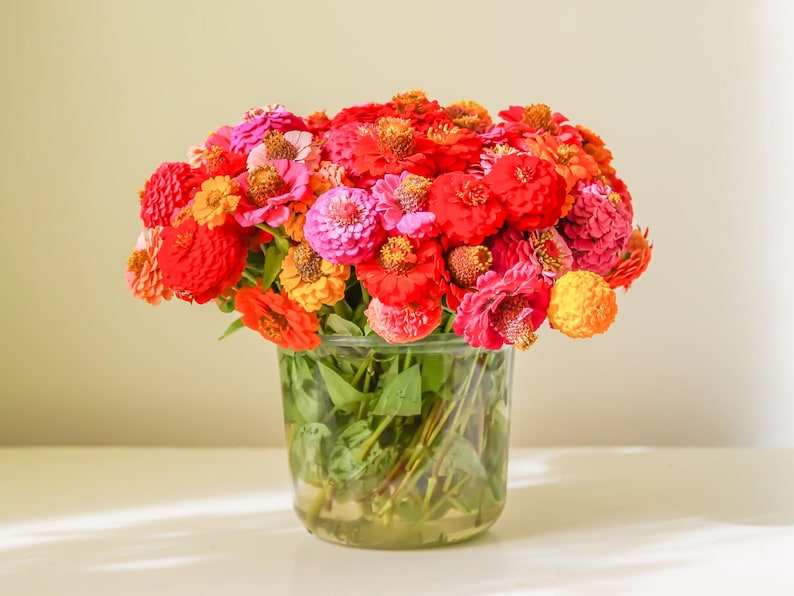30 Zinnia Seeds - Open-Pollinated Common Zinnia - Summer Blooms - Easy to Grow