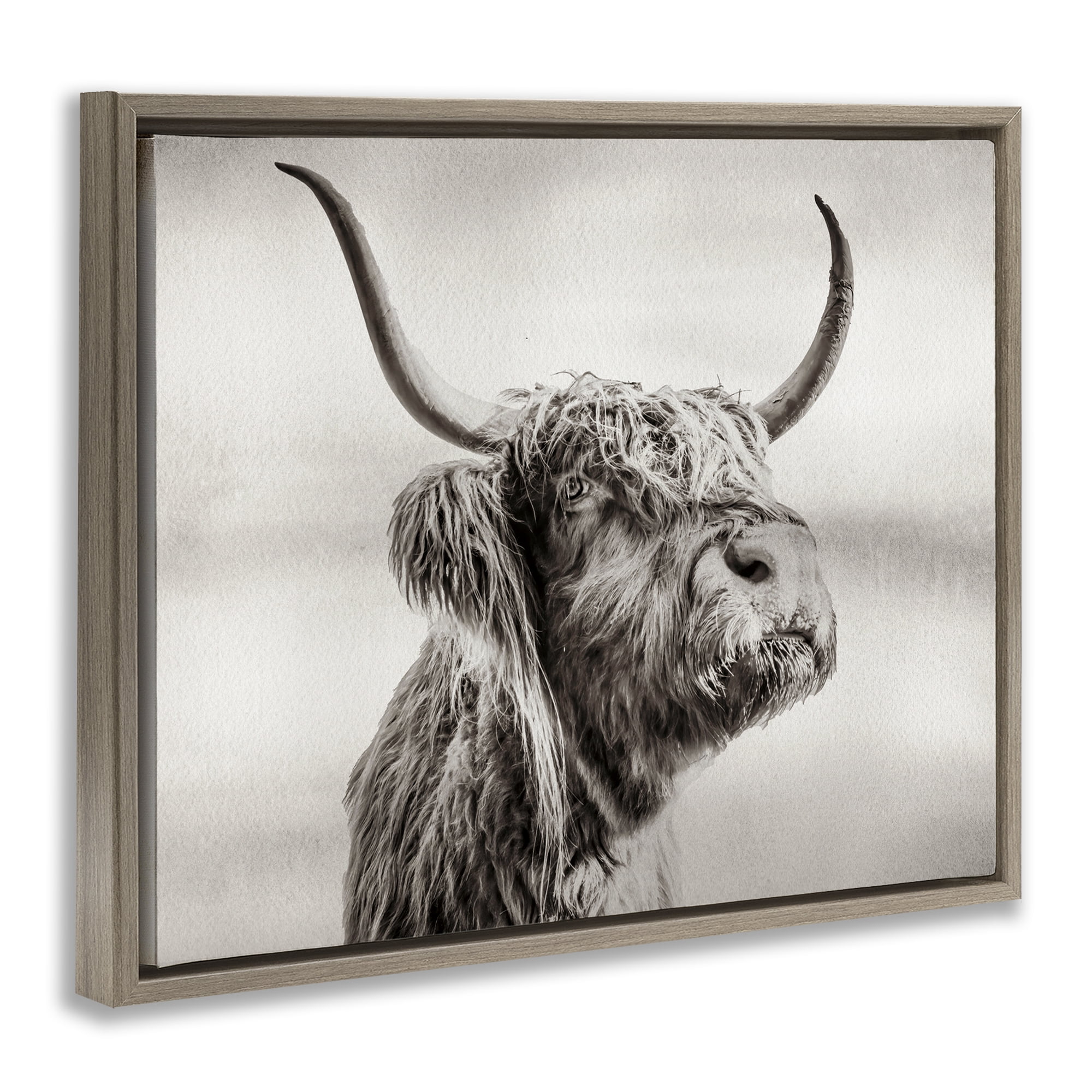 Stupell Industries Horned Highland Cow Gazing Brown Framed Floater Canvas Wall Art, design by Julia Frost